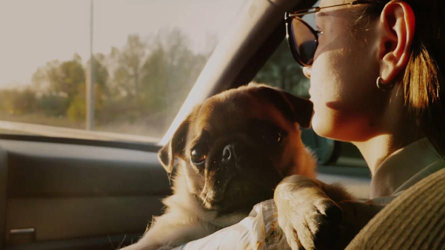 7 ЛАЙФХАКОВ ДЛЯ ПОЕЗДОК С СОБАКАМИ